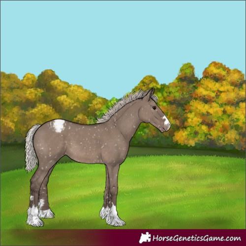 Horse Color:Silver Grullo Appaloosa