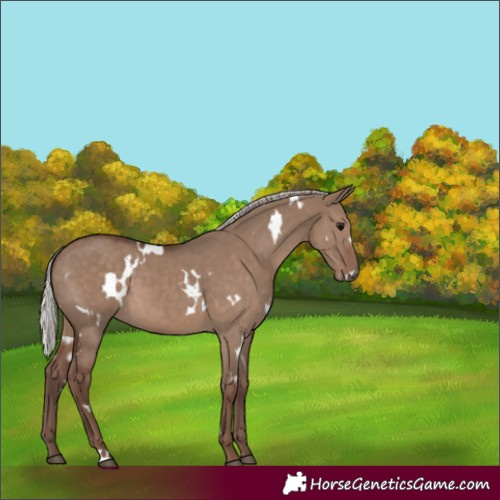Horse Color:White Spotted Silver Grullo 