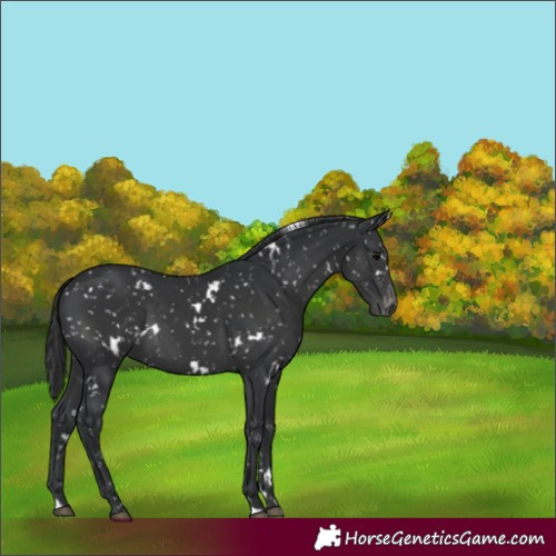 Horse Color:White Spotted Black Snowflake Varnish 