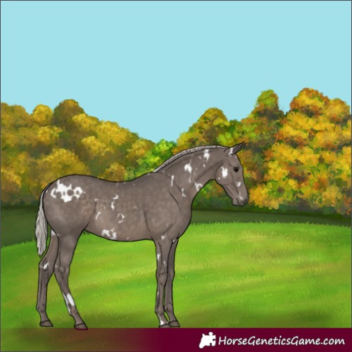 Horse Color:White Spotted Silver Black