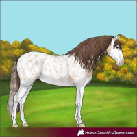 Horse Color:Bay Roan Dun Splash Appaloosa