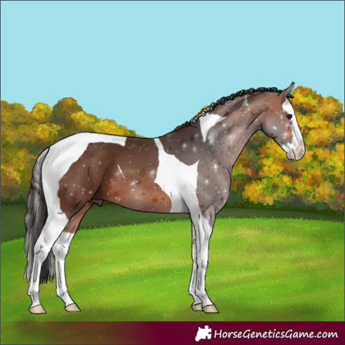 Horse Color:Bay Splash Tobiano 