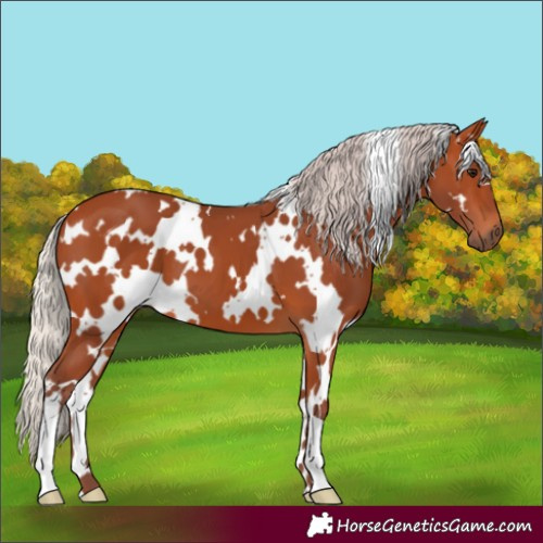 Horse Color:White Spotted Chocolate Silver Bay 