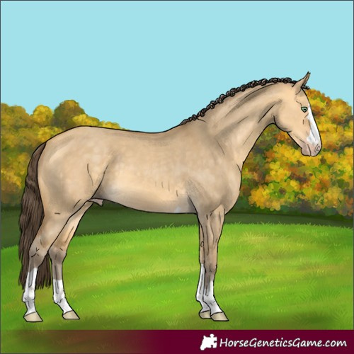 Horse Color:Amber Cream Champagne Dun 