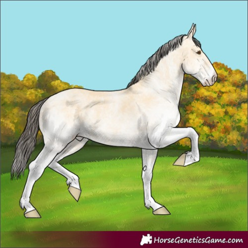 Horse Color:White Spotted Buckskin Dun 