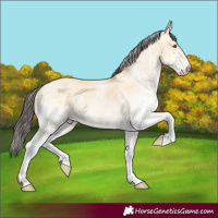 Horse Color:White Spotted Buckskin Dun 