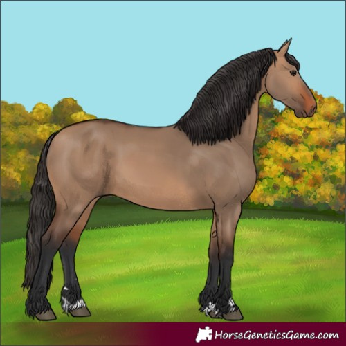 Horse Color:Bay Dun 