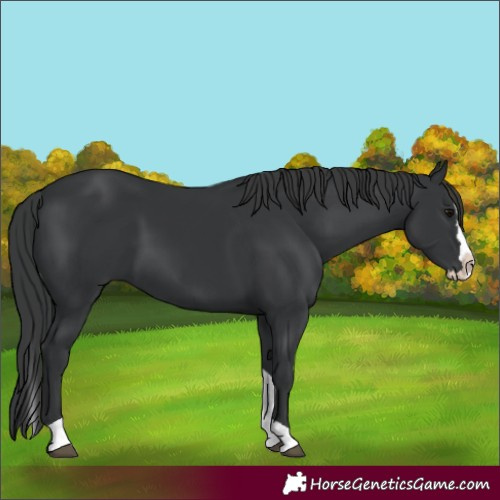 Horse Color:Black Splash Tobiano 