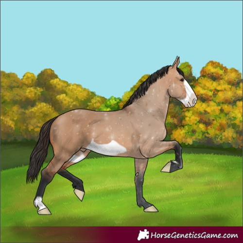 Horse Color:Bay Dun Frame 