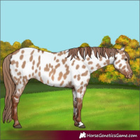 Horse Color:Red Dun Appaloosa 