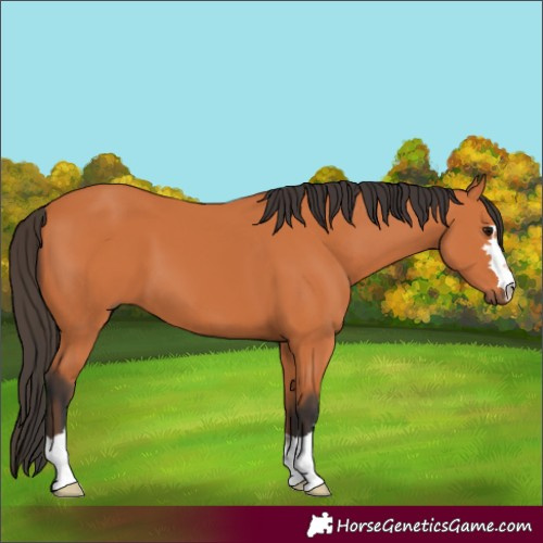 Horse Color:Bay 