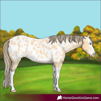 Horse Color:Buckskin Splash Near Leopard 