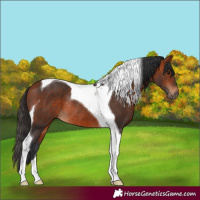 Horse Color:Bay Tobiano Rabicano