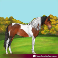 Horse Color:Bay Tobiano Rabicano 