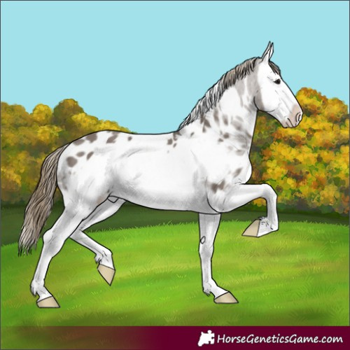 Horse Color:White Spotted Smoky Grullo Splash Frame Appaloosa 