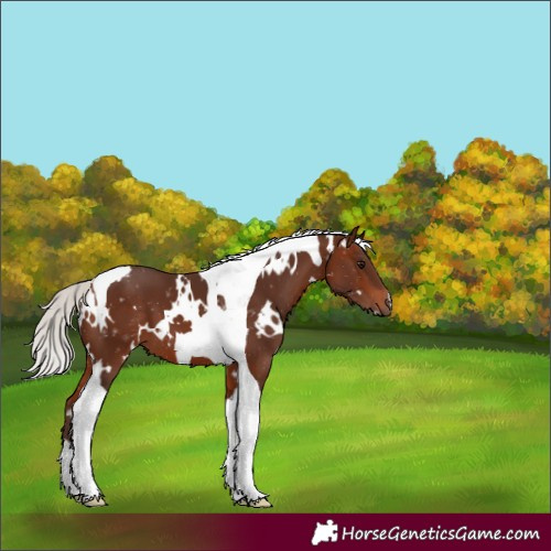 Horse Color:White Spotted Silver Bay Tobiano