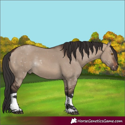 Horse Color:Brown Dun Tobiano 