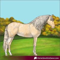 Horse Color:Palomino Ice Appaloosa 
