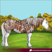 Horse Color:White Spotted Cremello Splash and Silver Brown Splash