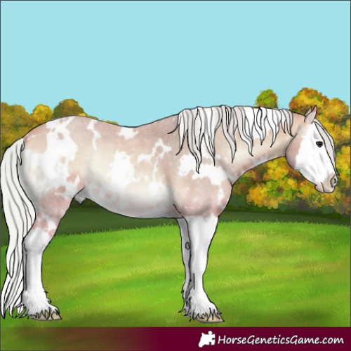 Horse Color:Watercolor White Spotted Silver Buckskin Roan Onyx Splash 