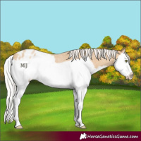 Horse Color:Silver Classic Cream Champagne Roan Splash Frame Appaloosa Rabicano 