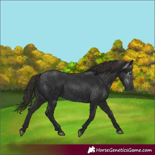 Horse Color:Gray White Spotted Liver Chestnut 