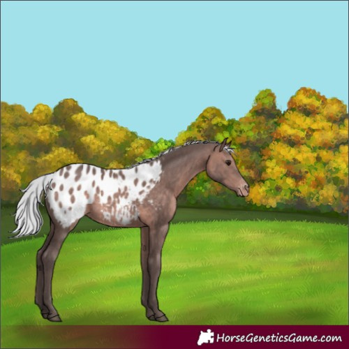 Horse Color:Platinum Silver Bay Appaloosa 