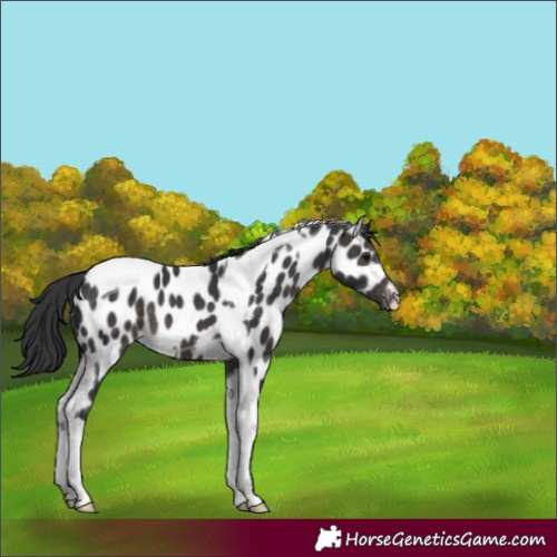 Horse Color:Platinum Brown Tobiano Appaloosa 