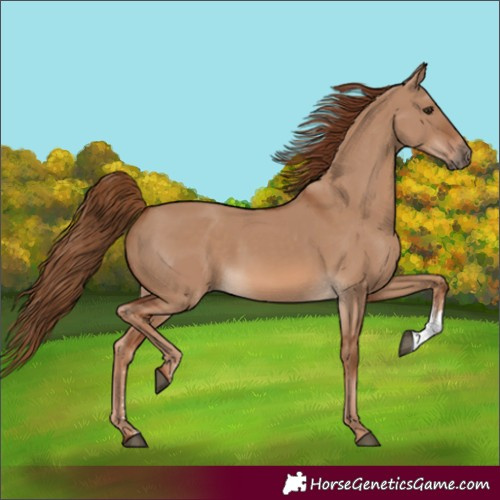 Horse Color:Red Dun Sabino 