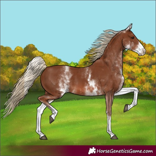 Horse Color:White Spotted Chestnut 