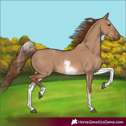 Horse Color:White Spotted Red Dun Rabicano 