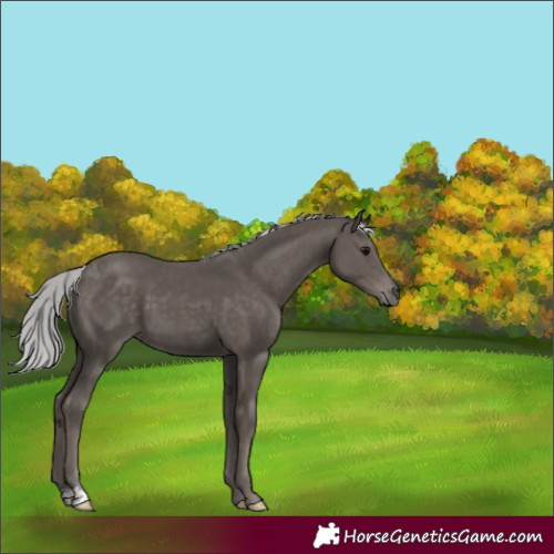 Horse Color:Platinum Silver Black 