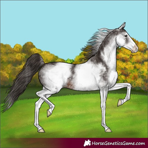 Horse Color:White Spotted Liver Chestnut 