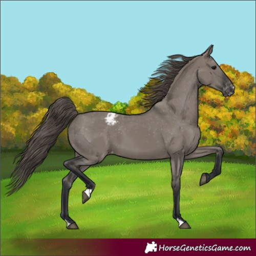 Horse Color:Grullo Appaloosa