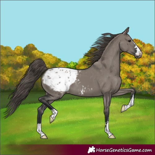 Horse Color:Grullo Appaloosa 