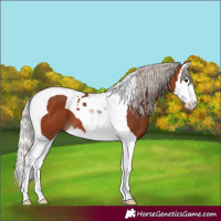 Horse Color:Silver Bay Splash Tobiano 