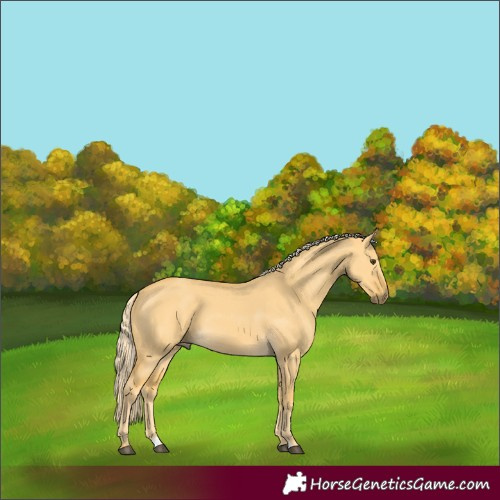 Horse Color:Palomino Dun 