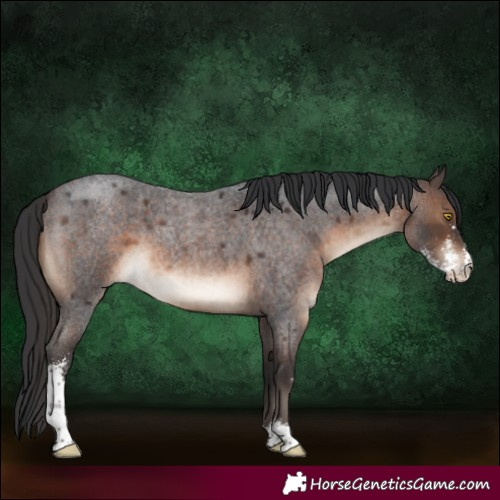 Horse Color:Brown Roan Sabino 