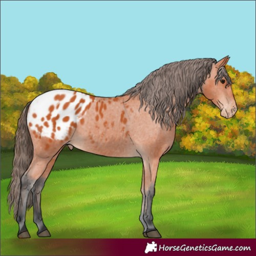Horse Color:Bay Appaloosa 