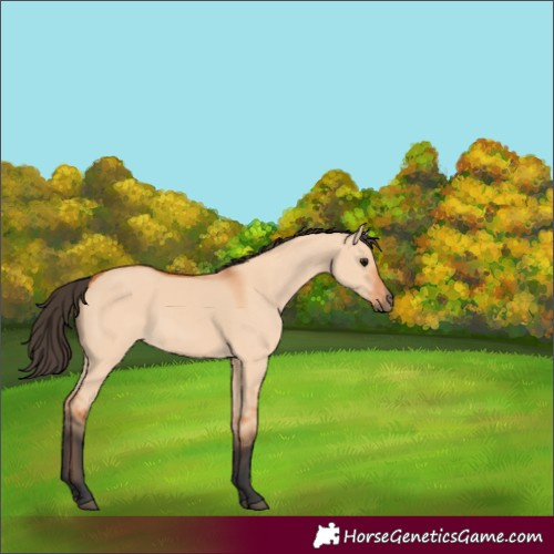 Horse Color:Bay Dun 