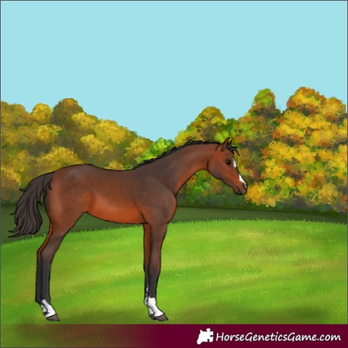 Horse Color:Bay 