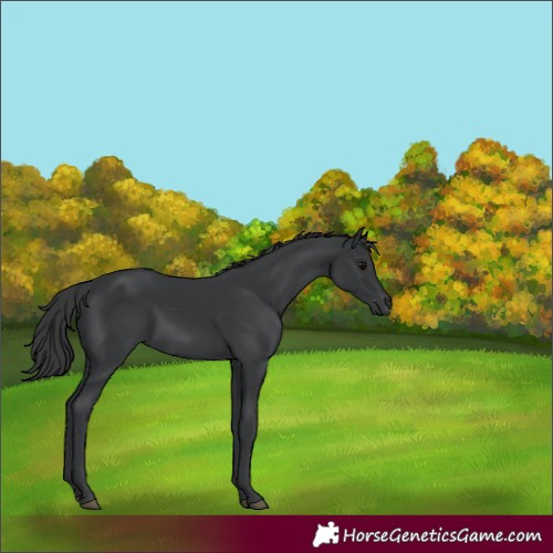 Horse Color:Black 