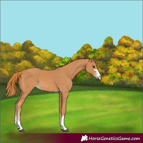 Horse Color:Chestnut 