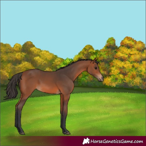 Horse Color:Bay 