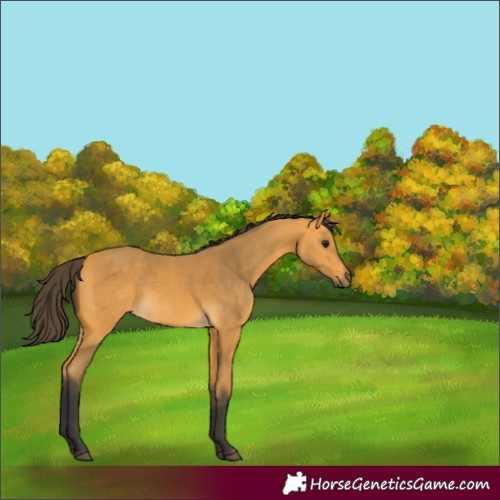 Horse Color:Buckskin 