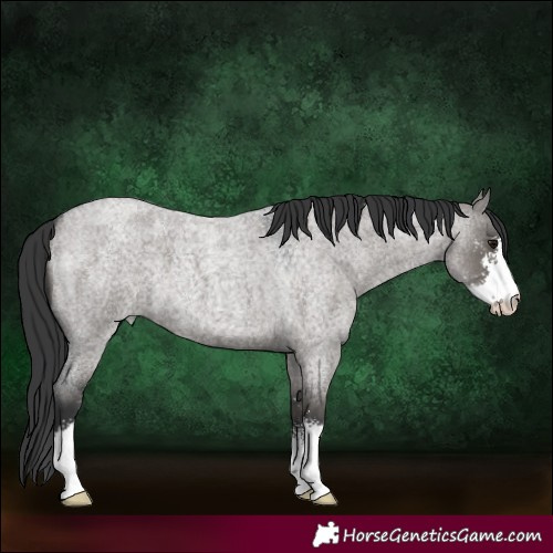 Horse Color:Grullo Roan Sabino 