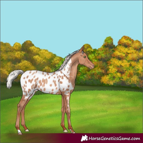 Horse Color:Silver Sable Champagne Near Leopard 