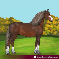 Horse Color:Liver Chestnut 