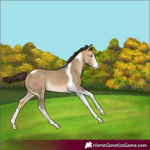 Horse Color:Sable Cream Champagne Tobiano