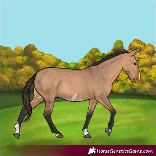 Horse Color:Bay Dun Splash Frame